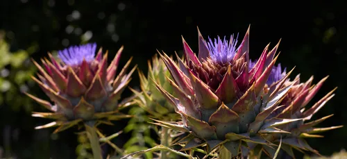 This nature photograph shows Cynara cardunculus plants in full sunlight, captured on a summer afternoon. The image focuses on the striking flowers of the Cynara cardunculus, which display vivid purple blooms surrounded by spiky bracts. The plants are sharply highlighted by the afternoon sun, revealing the detailed textures and vibrant colors of both the flowers and the foliage. This photograph emphasizes the beauty of Cynara cardunculus as they thrive during the summer season, showcasing the intricate form and color found in these remarkable flowering plants.